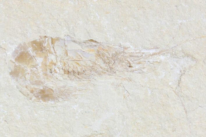 Cretaceous Fossil Shrimp - Lebanon #123862